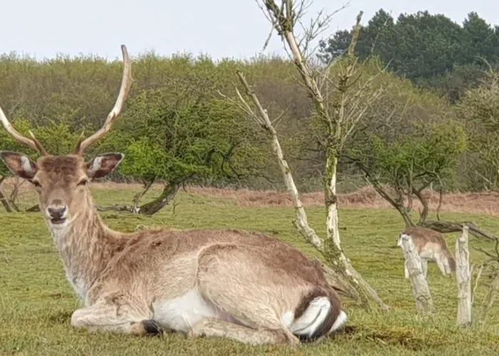 Ferienhaus Wellness Ruigenhoek 13a - Sauna, Jacuzzi !
