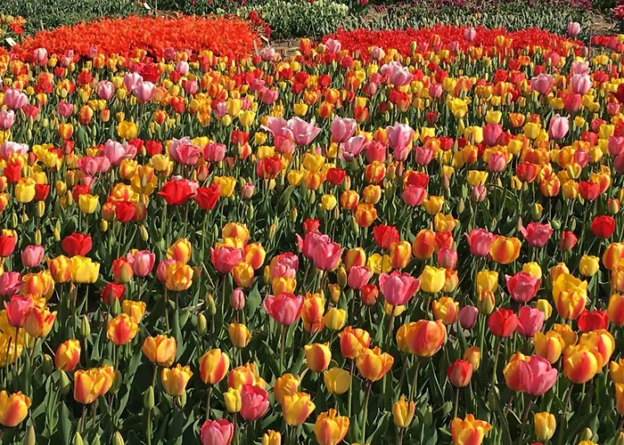 Wellness Ruigenhoek 13a - Sauna, Jacuzzi ! Ferienhaus De Zilk