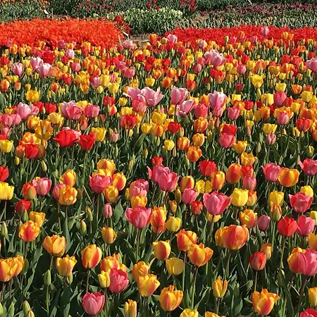 Wellness Ruigenhoek 13a - Sauna, Jacuzzi ! 펜션 De Zilk